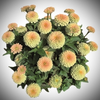 Цинния Розетта Коралловый риф (изящная)