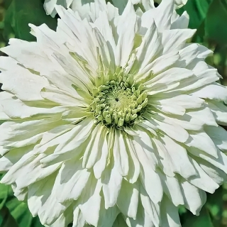 Цинния Снежинка