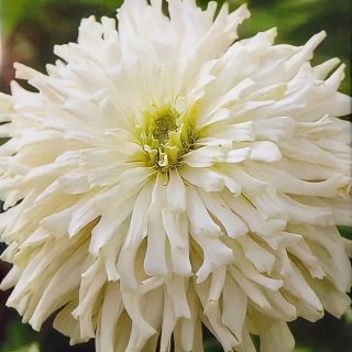 Цинния Снежный Человек