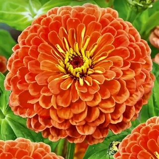 Цинния Сомбреро F1 коралловая