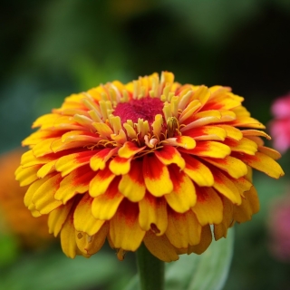 Цинния Свизли F1 Красная с жёлтым