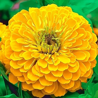 Цинния Золотой рассвет