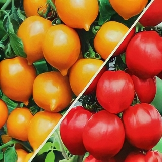 Томат Цитрусовый микс смесь