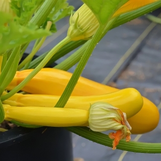 Кабачок Букингем (Огород на балконе)