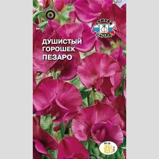 Горошек душистый Пезаро