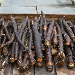 Скорцонера Цыган