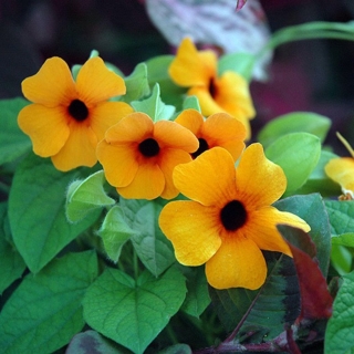 Тунбергия Черноглазая Сюзанна (крылатая)