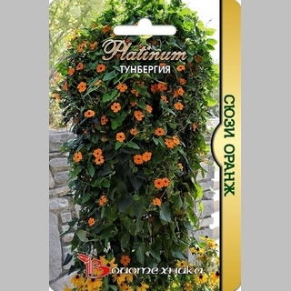 Тунбергия Сюзи F1 Оранж