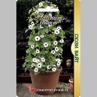 Тунбергия Сюзи F1 Вайт