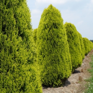 Туя Складчатая (большой пакет)