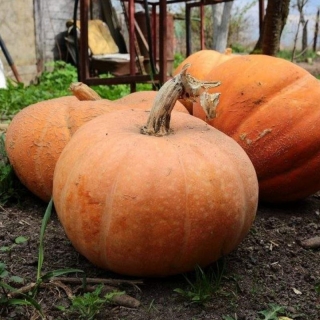 Тыква Апорт