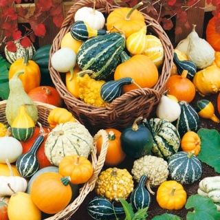 Тыква Ассорти декоративная