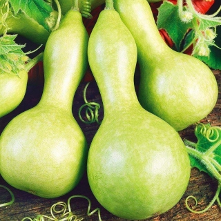 Тыква декоративная Гигантская бутылка (лагенария)