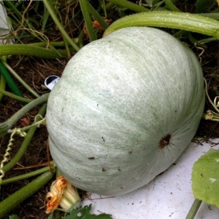 Тыква Грибовская зимняя