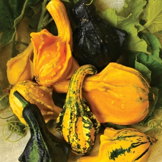 Тыква Крылья осени декоративная