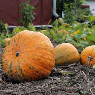 Тыква Лакомый кусочек