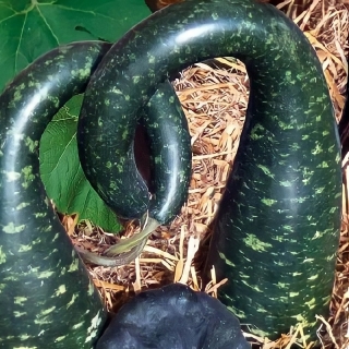 Тыква декоративная Лебединая шея (лагенария)