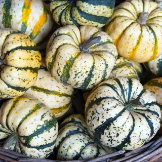 Тыква Ленивая красавица F1 (мускатная)