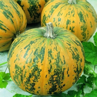 Тыква Мускатная