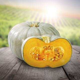 Тыква Сампсон F1 (Энза Заден)