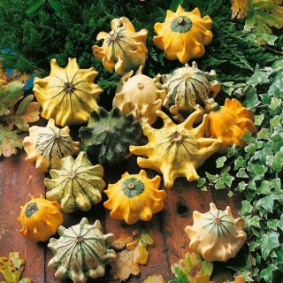 Тыква Шахрезада Звёзды декоративная