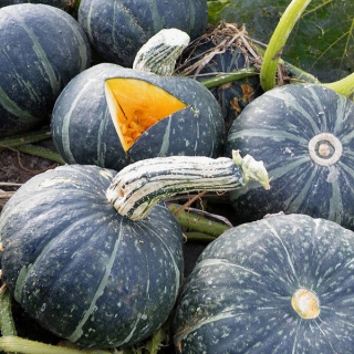 Тыква Сладкий каштан F1 (Вкуснятина)