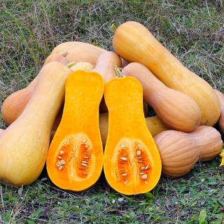 Тыква Страдивари F1