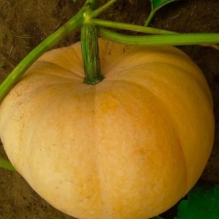 Тыква Тещин пирог