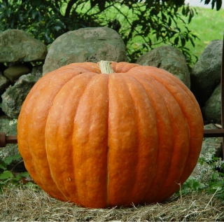 Тыква Веселая Толстушка