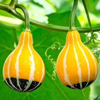 Тыква Турчанка (декоративная)