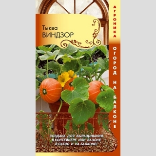 Тыква Виндзор (Огород на балконе)