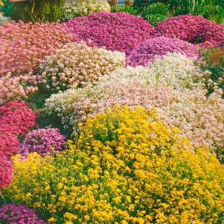 Альпийская смесь Тюрингия