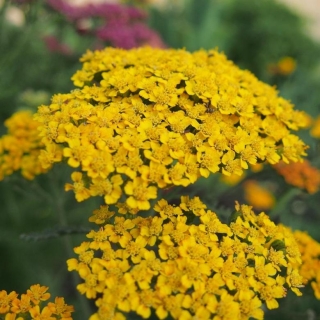 Тысячелистник Паркерс Варитет