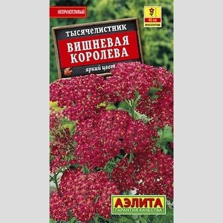 Тысячелистник Вишневая королева