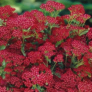 Тысячелистник Вишневая королева