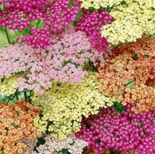 Тысячелистник Волшебные сны смесь сортов