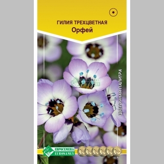 Гилия Орфей (трехцветная)