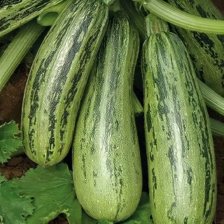 Кабачок Удалой