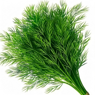 Укроп Дондигидон