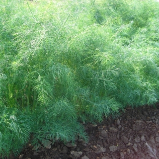 Укроп Голдкрон