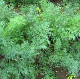 Укроп Крокодил Данди