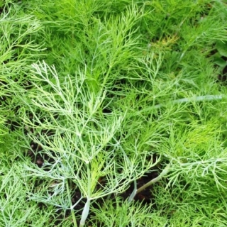 Укроп Лохматый лев