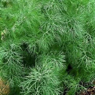 Укроп Спаржевый букет