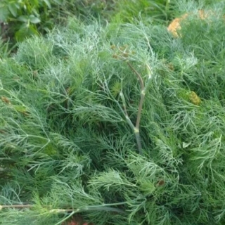 Укроп Зеленая аллея