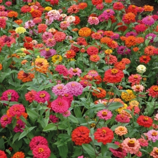 Цинния Пумилла смесь