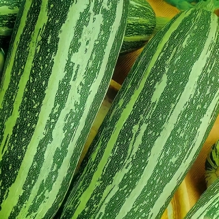 Кабачок Усатый Полосатый