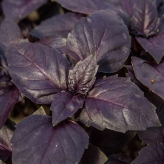 Базилик Вайолет