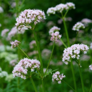 Валериана Доктор Сердечный