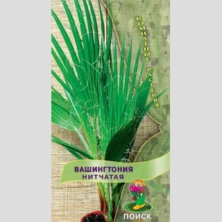 Вашингтония нитчатая