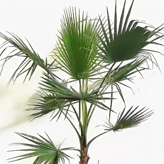 Вашингтония Майами нитеносная